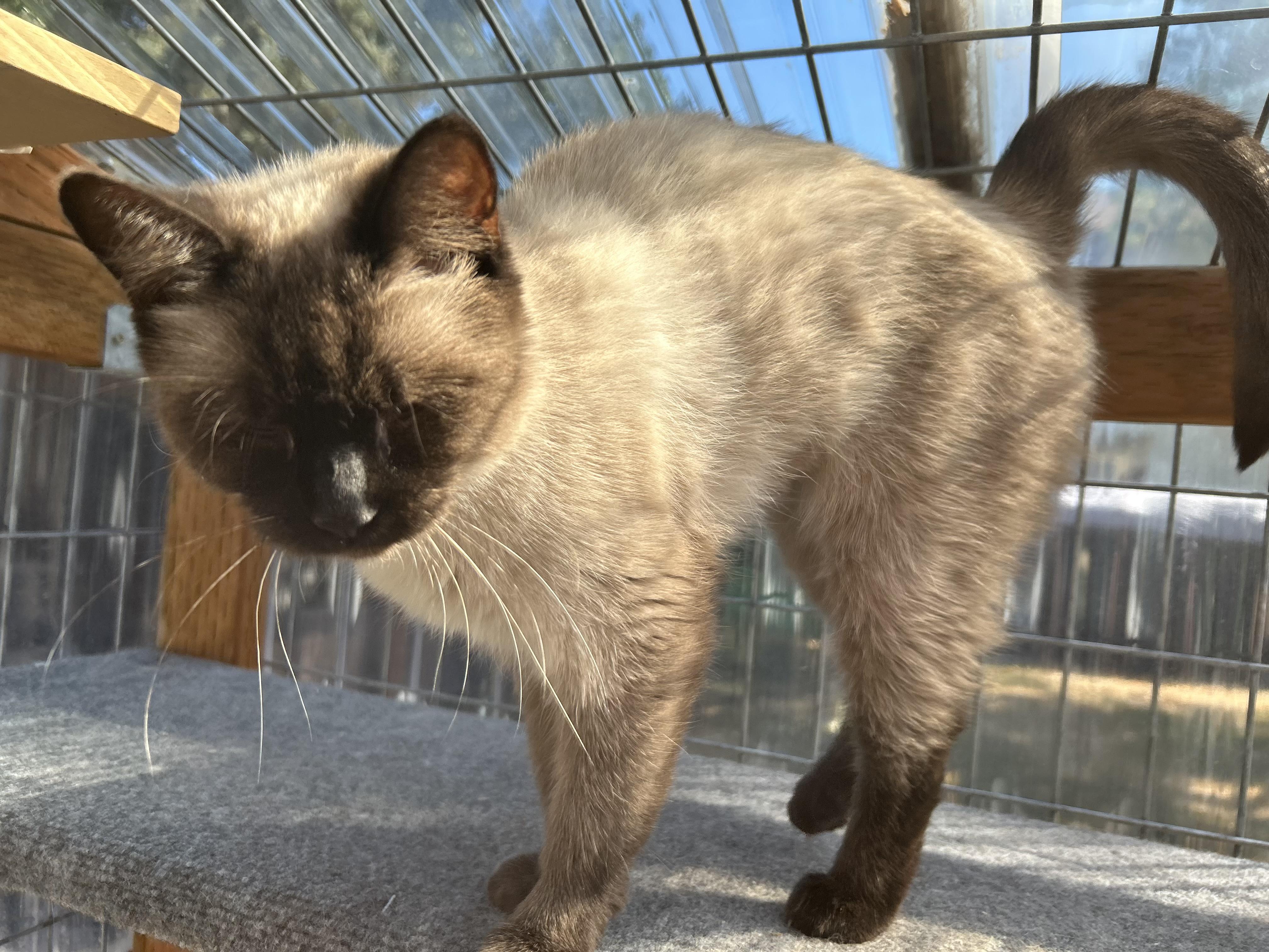 Lexi, a Adopted Siamese in Tustin, CA image 2/6