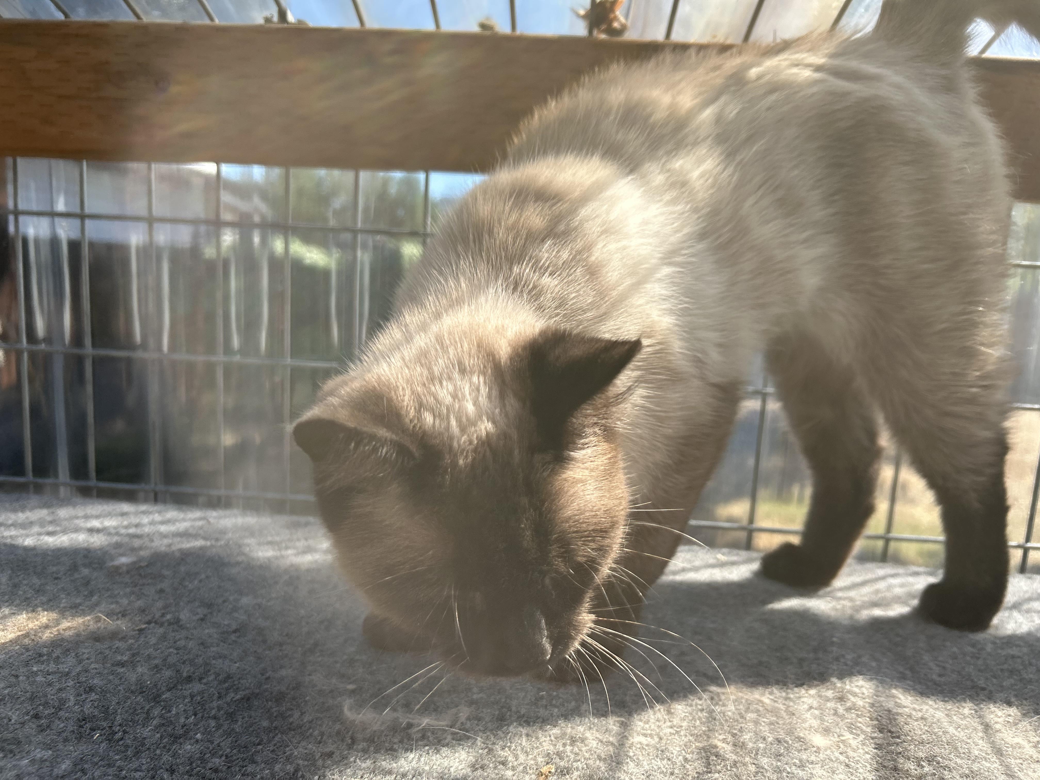 Lexi, a Adopted Siamese in Tustin, CA image 3/6
