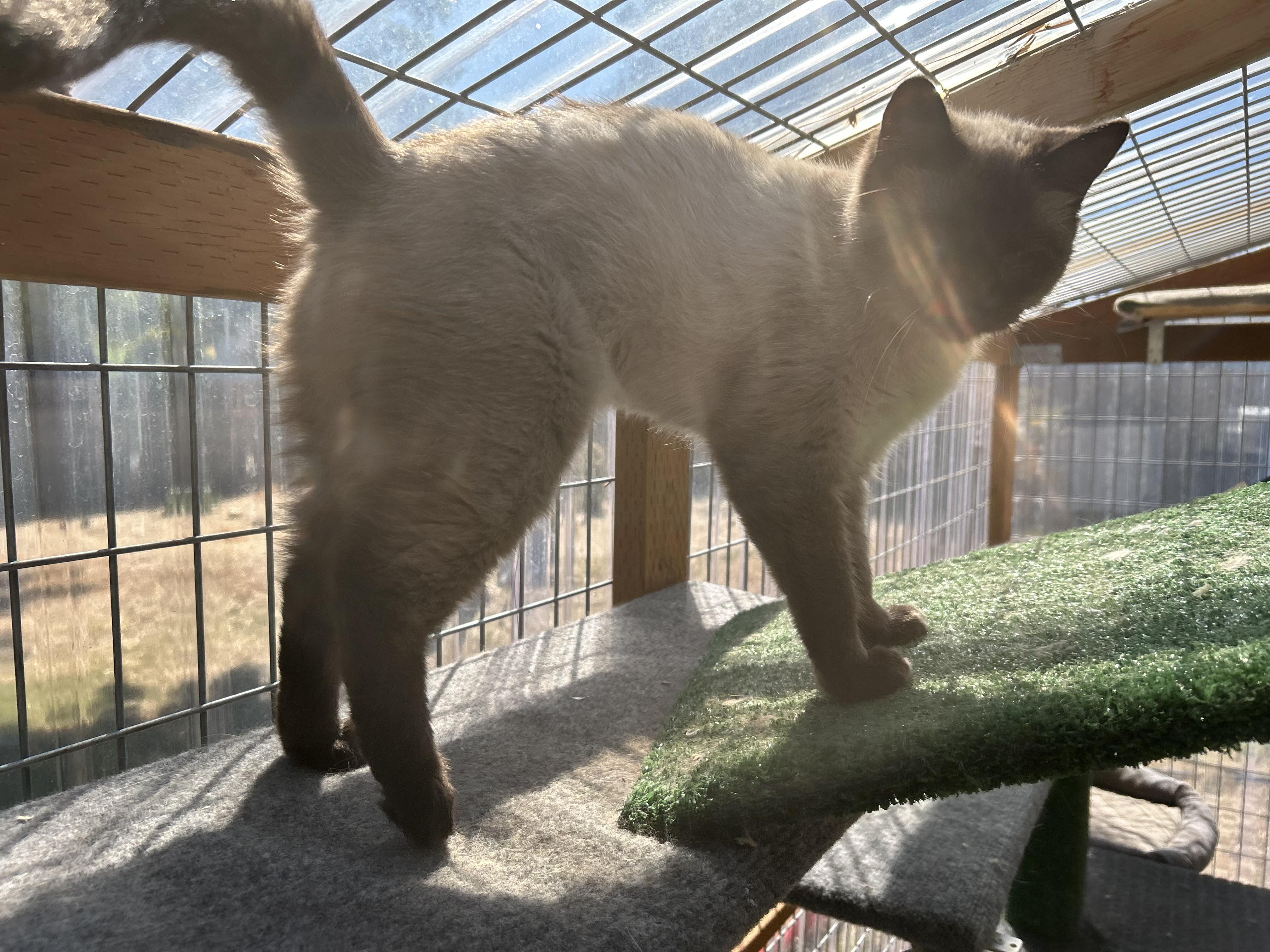 Lexi, a Adopted Siamese in Tustin, CA image 4/6