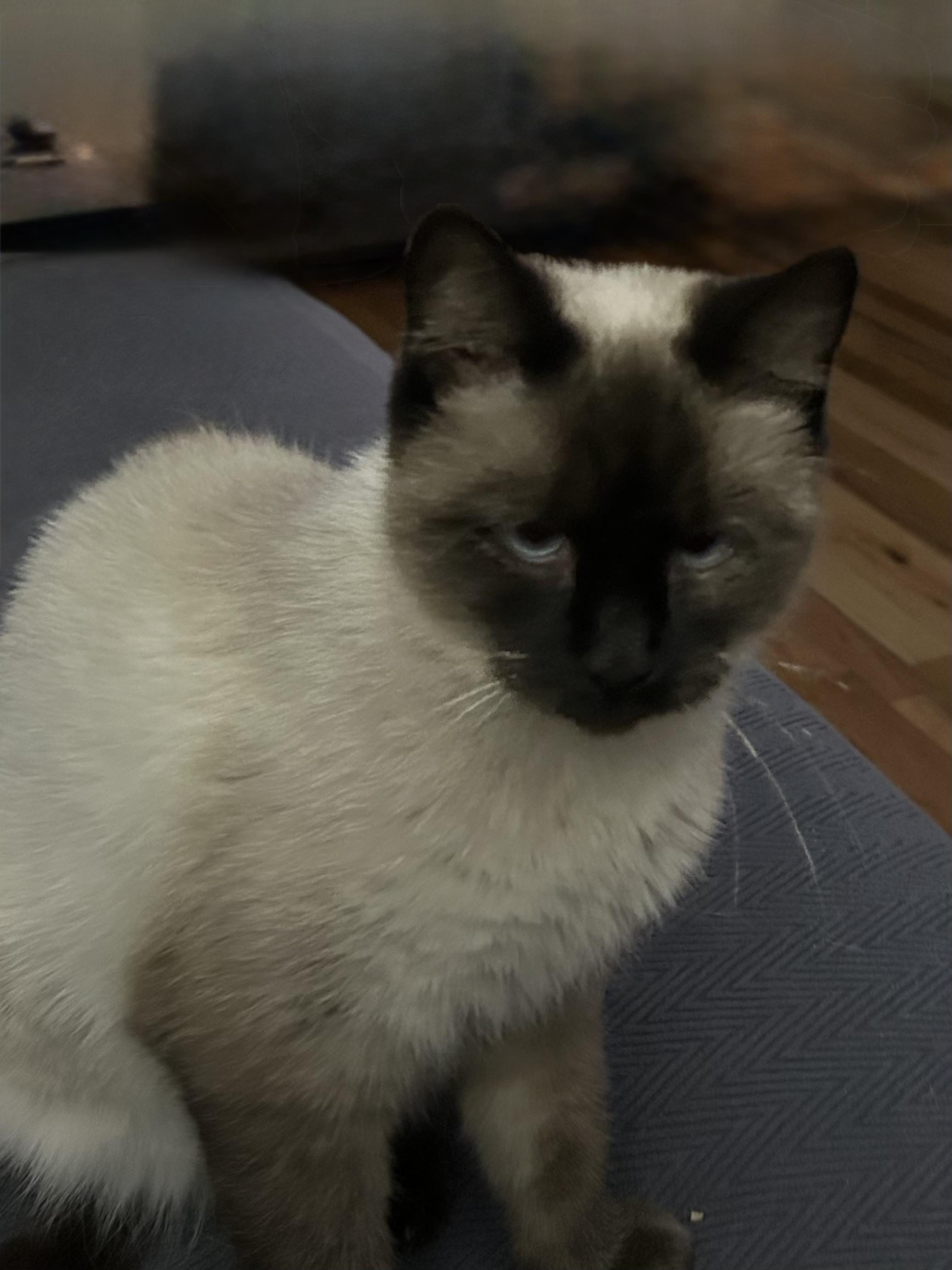 Lexi, a Adopted Siamese in Tustin, CA image 5/6