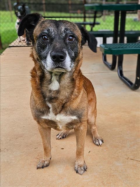FRED, Adoptable, Adult Male German Shepherd Dog & Mixed Breed.