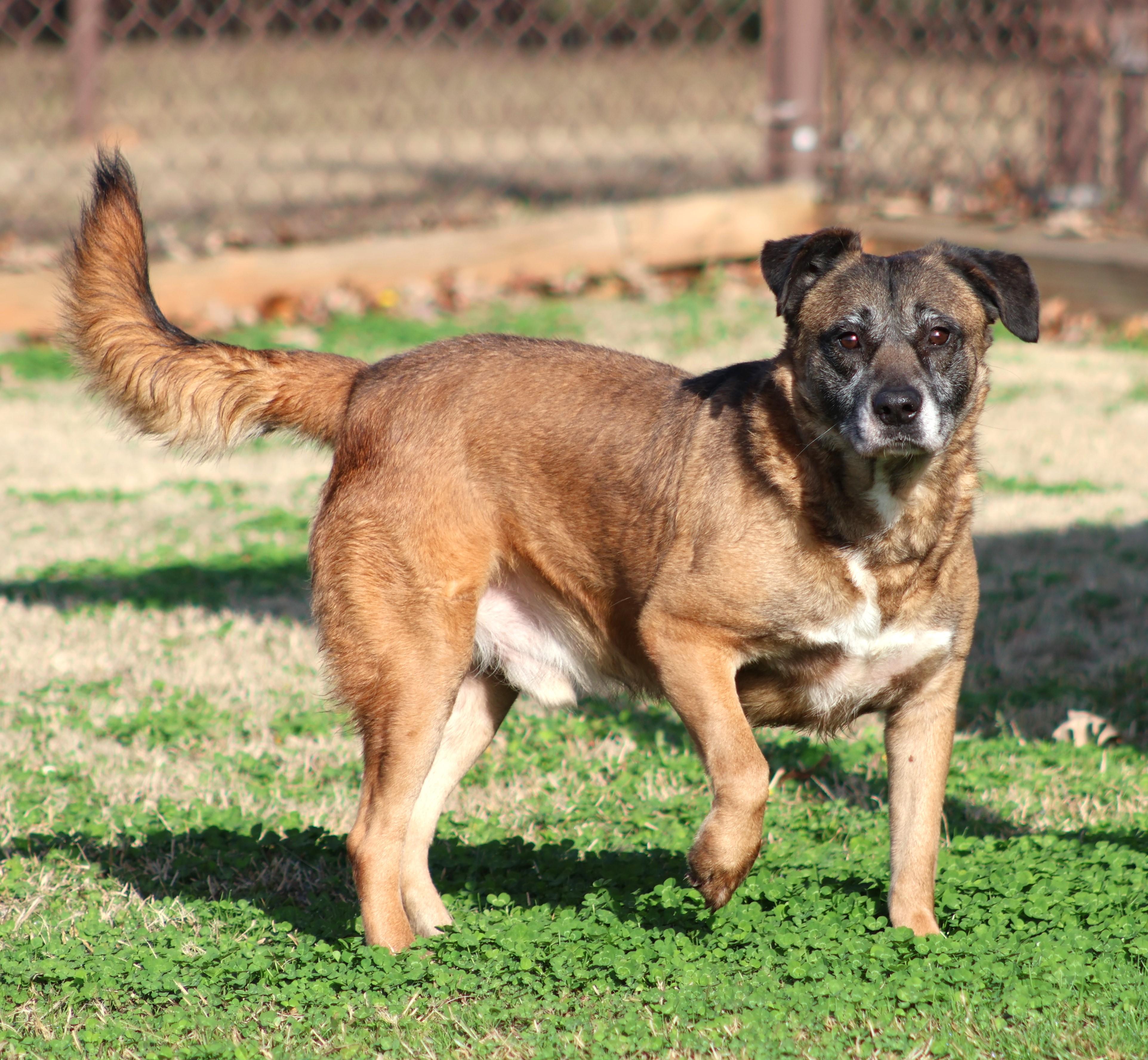 FRED, Adoptable, Adult Male German Shepherd Dog & Mixed Breed.