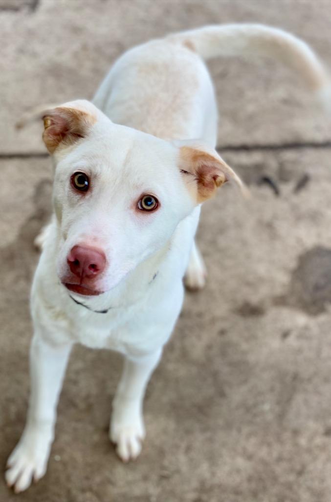 Enlarge Willie, a Adopted mixed breed in Urbandale, IA image 3/3