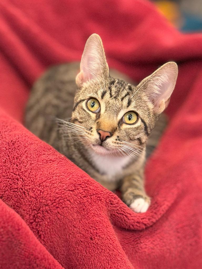Percy (meet me in the Cat Lounge!), Adoptable, Young Male Domestic Short Hair.