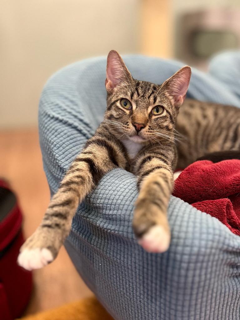 Enlarge Percy (meet me in the Cat Lounge!), a Adoptable mixed breed in Brooklyn, NY image 2/3
