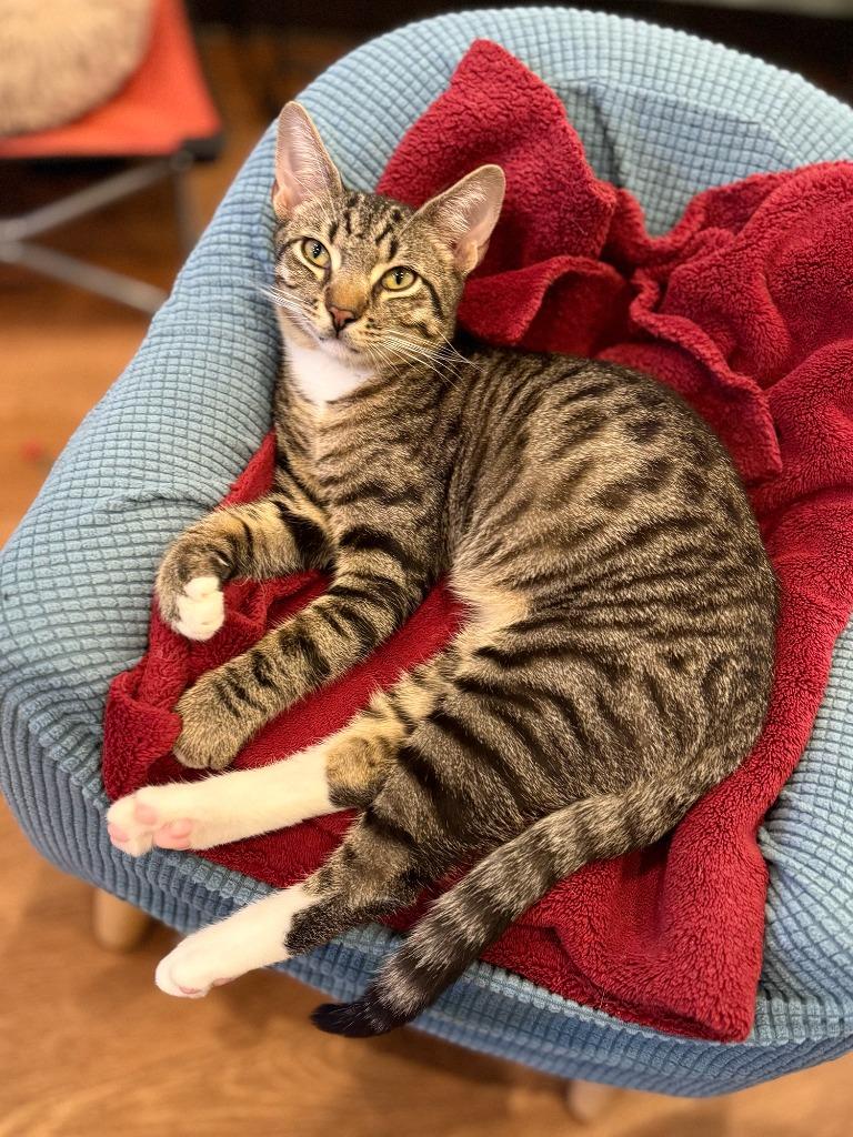 Enlarge Percy (meet me in the Cat Lounge!), a Adoptable mixed breed in Brooklyn, NY image 3/3