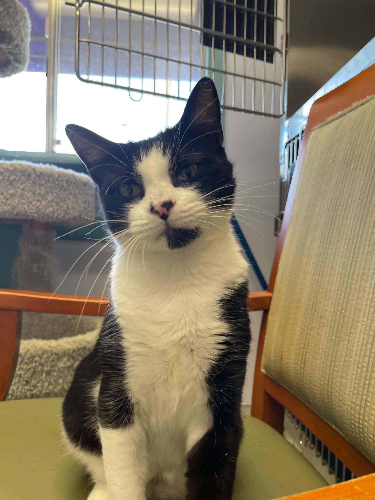 Enlarge Meohmy, a Adoptable Domestic Short Hair in Medford, OR image 1/1
