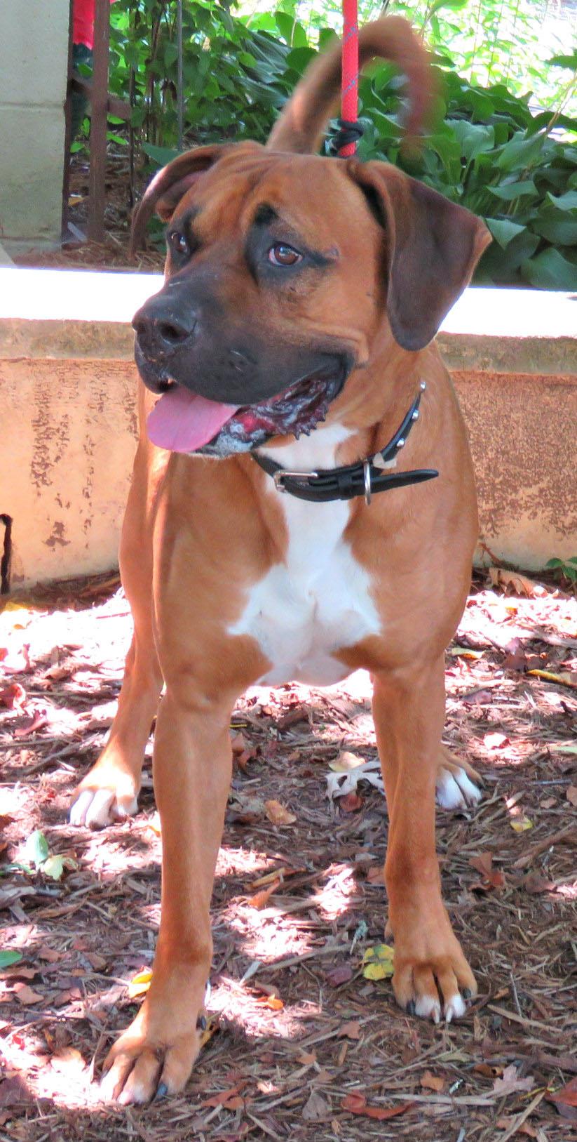 Enlarge Rocco, a Adoptable mixed breed in Lexington, VA image 1/2