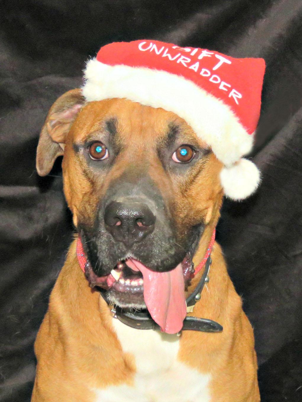 Enlarge Rocco, a Adoptable mixed breed in Lexington, VA image 1/2