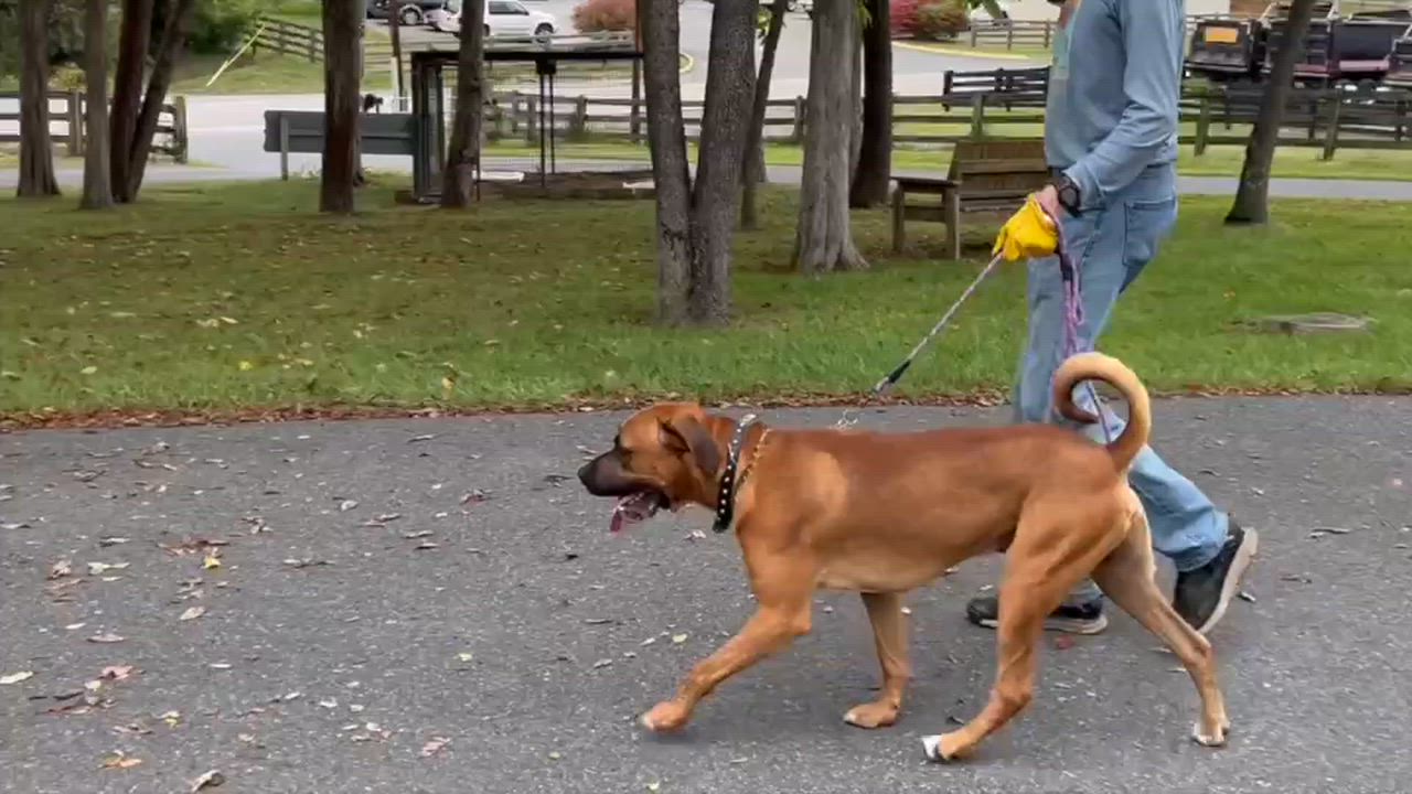 Enlarge Rocco, a Adoptable mixed breed in Lexington, VA video 2/2