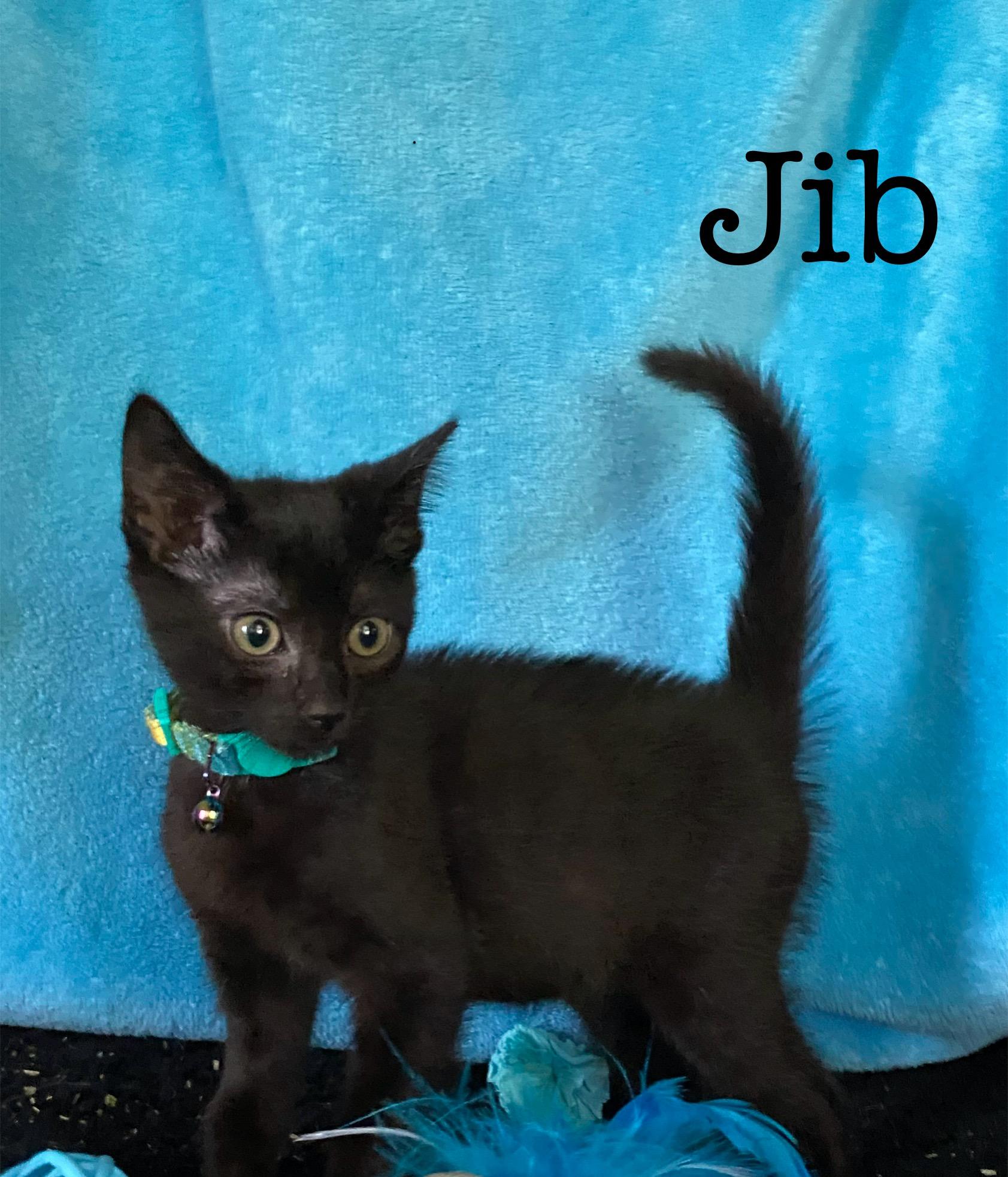 Jib, Young Male unknown