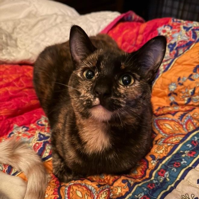 Enlarge BB, a Adoptable Domestic Short Hair in Los Angeles, CA image 1/4