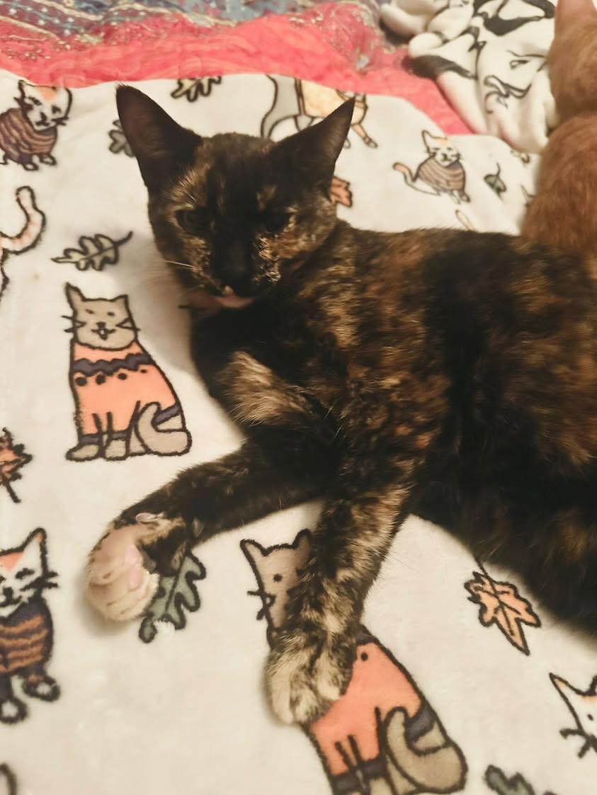 Enlarge BB, a Adoptable Domestic Short Hair in Los Angeles, CA image 2/4