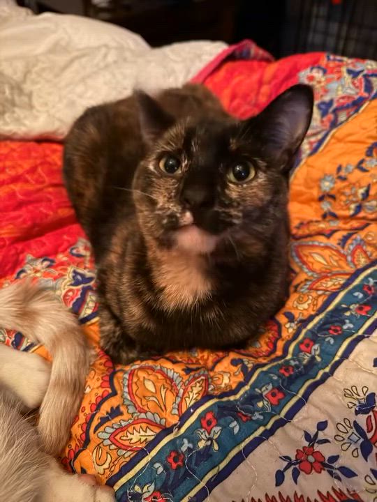 Enlarge BB, a Adoptable Domestic Short Hair in Los Angeles, CA video 3/4