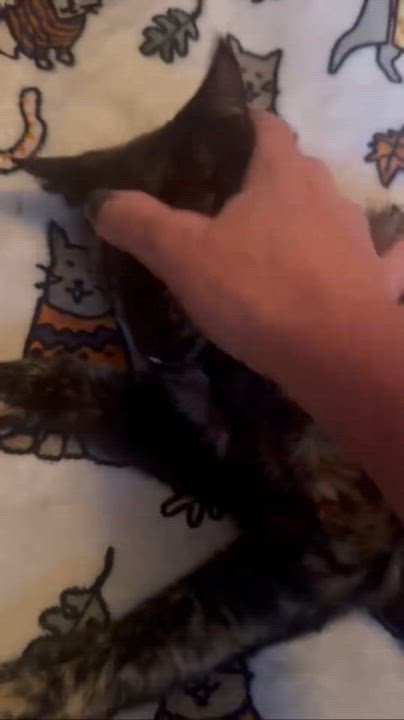 Enlarge BB, a Adoptable Domestic Short Hair in Los Angeles, CA video 4/4