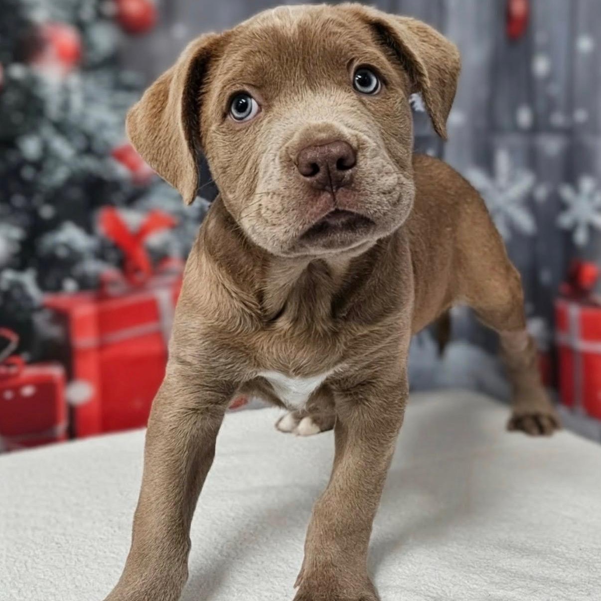 Enlarge Brutus, a Adoptable mixed breed in Hamilton , NJ image 1/1