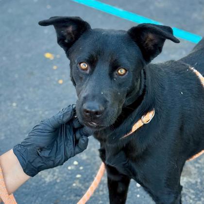 Ximena*, Adoptable, Adult Female Shepherd & Mixed Breed.