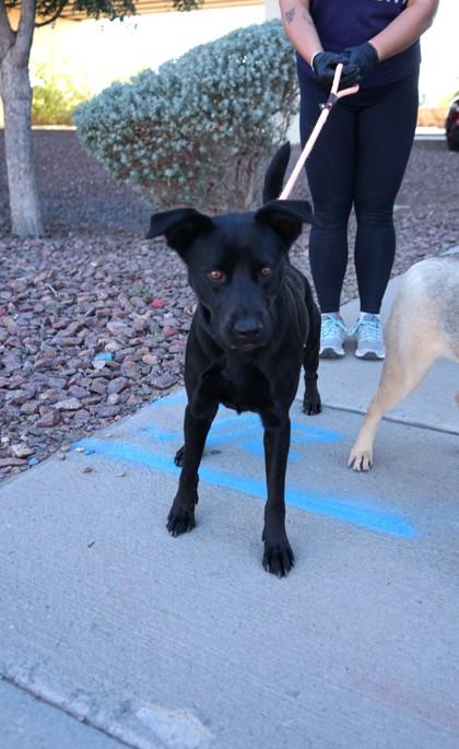 Enlarge Ximena*, a Adoptable mixed breed in El Paso, TX image 3/3