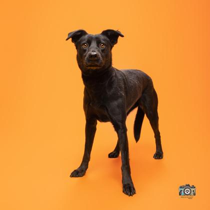 Enlarge Ximena*, a Adoptable mixed breed in El Paso, TX image 3/3