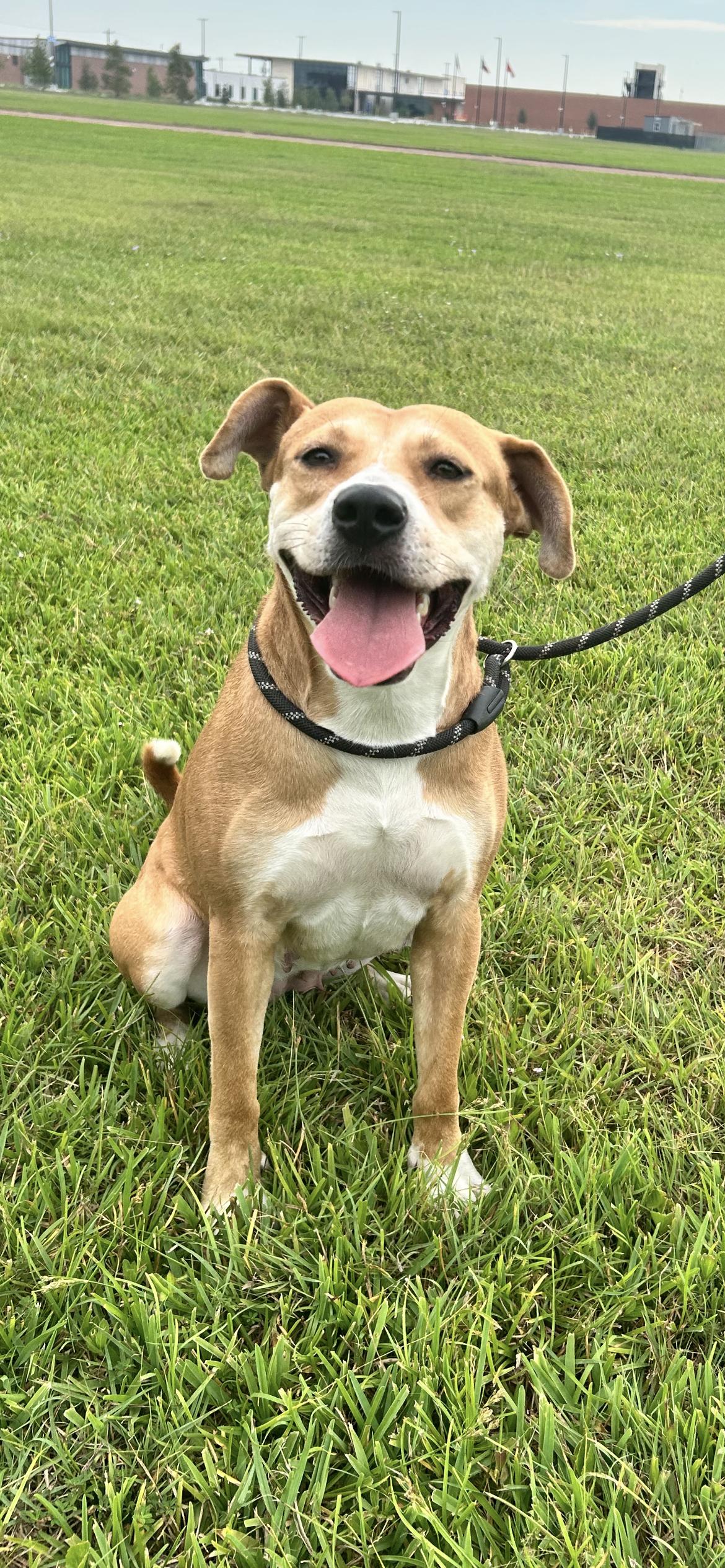 Gretchen, ADOPTABLE, Young Female Boxer & American Staffordshire Terrier.