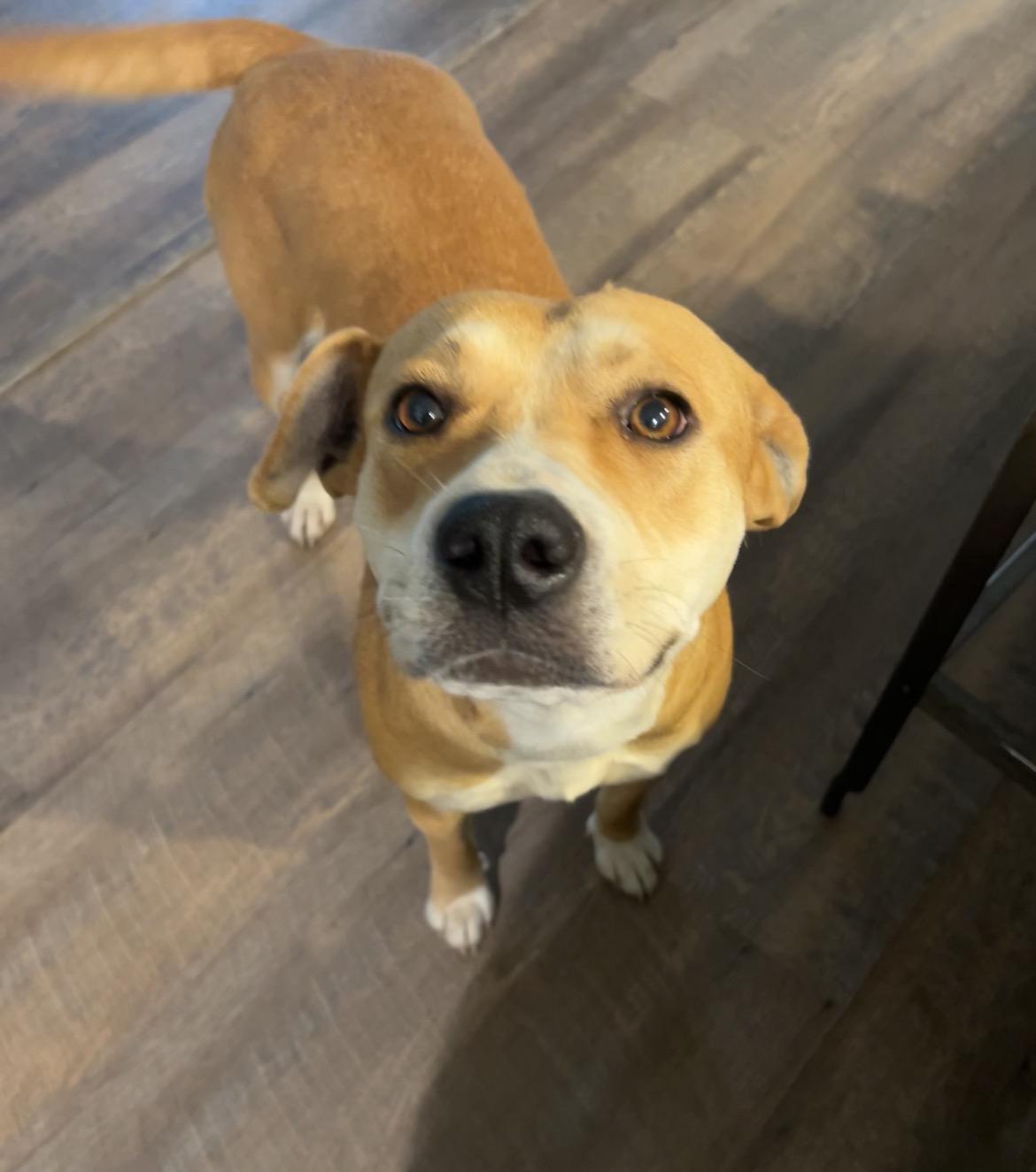 Enlarge Gretchen, a ADOPTABLE mixed breed in conroe, TX image 4/5
