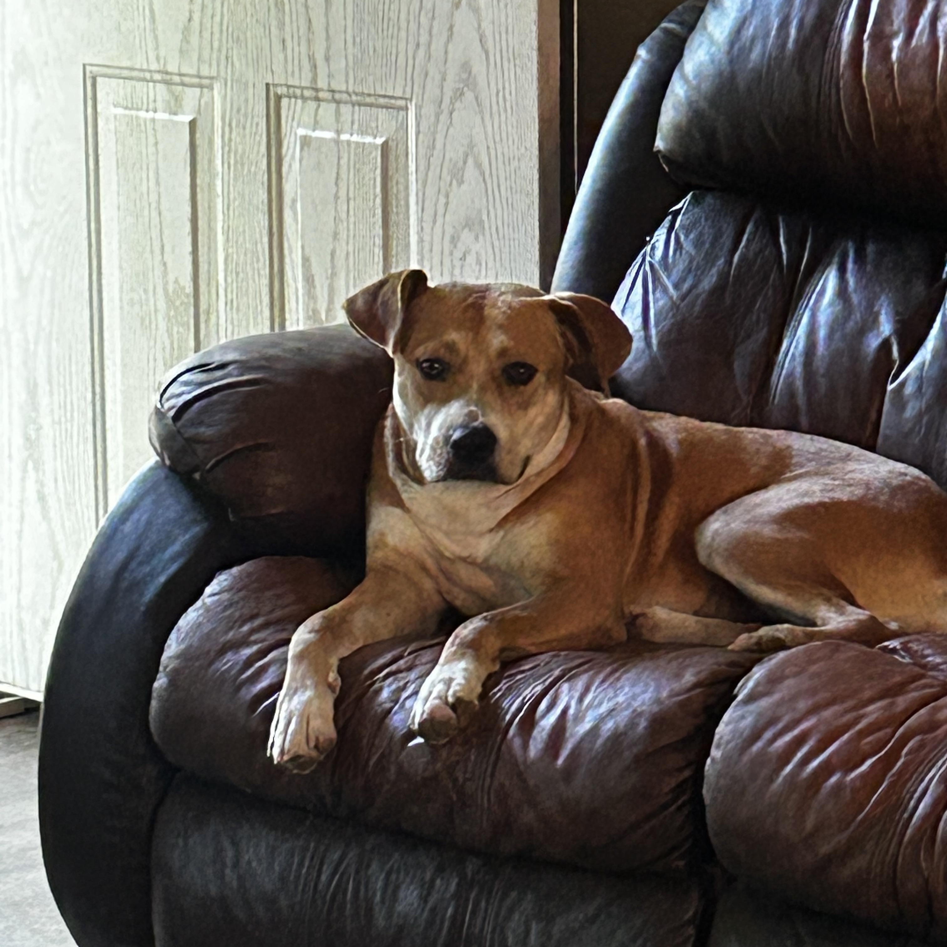 Enlarge Gretchen, a ADOPTABLE mixed breed in conroe, TX image 1/5