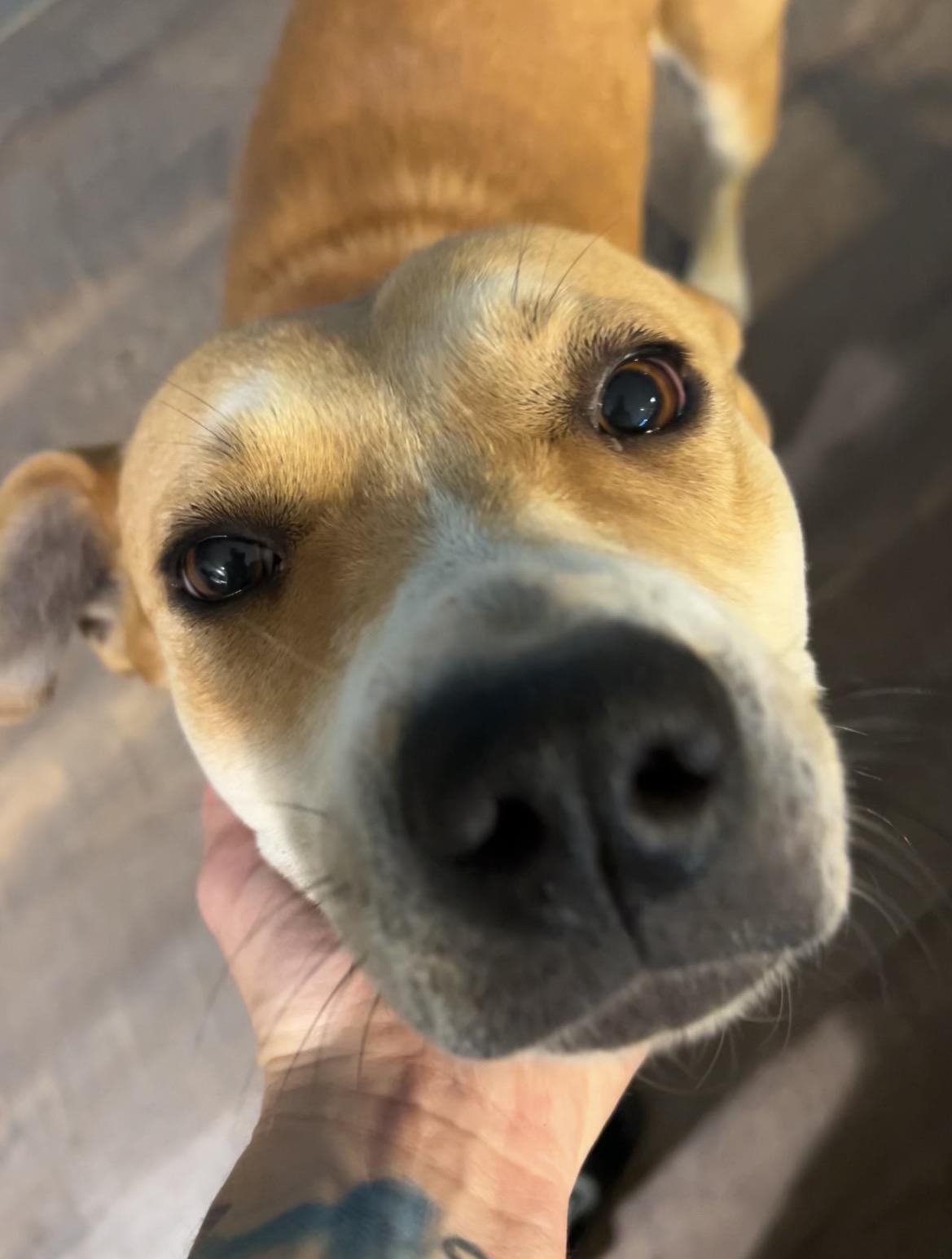 Enlarge Gretchen, a ADOPTABLE mixed breed in conroe, TX image 5/5