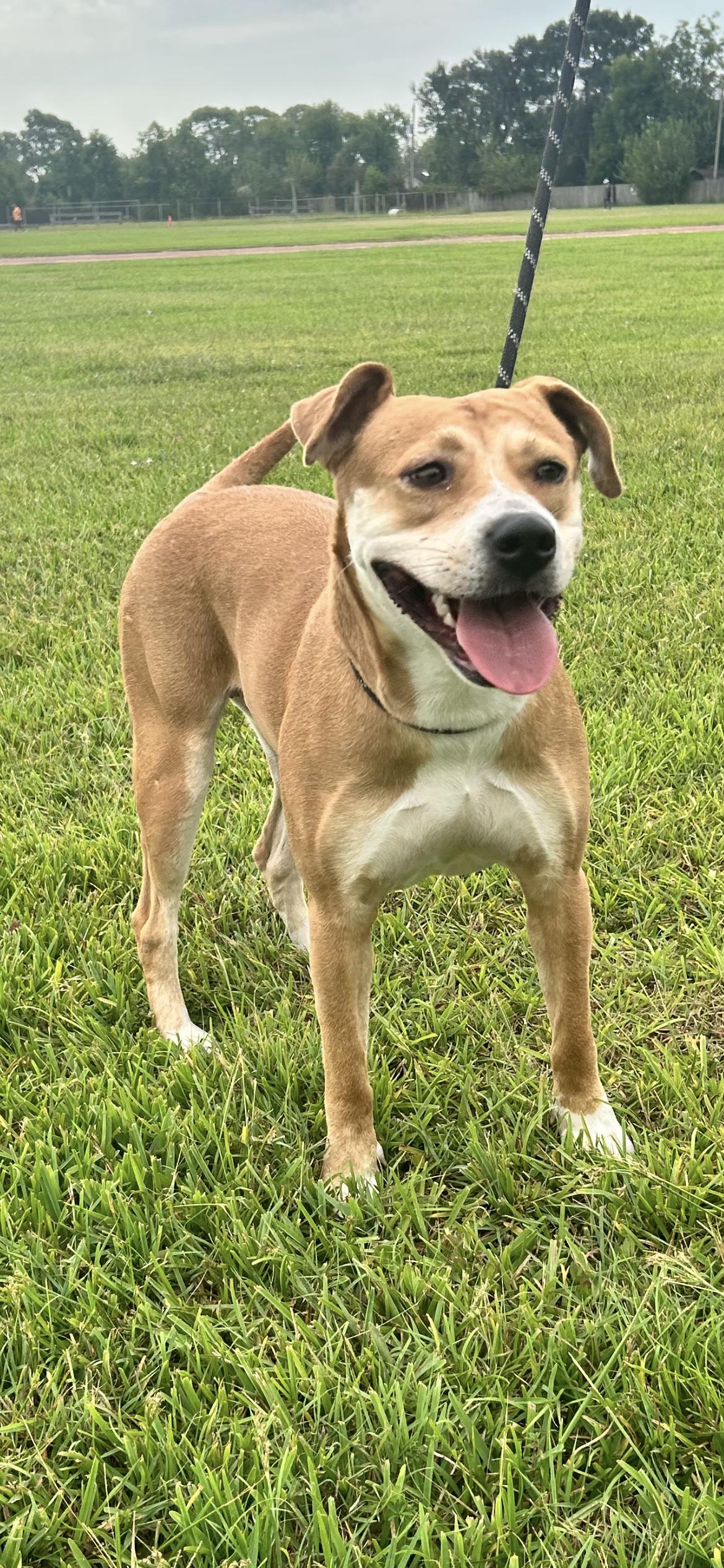 Enlarge Gretchen, a Adoptable mixed breed in conroe, TX image 4/5