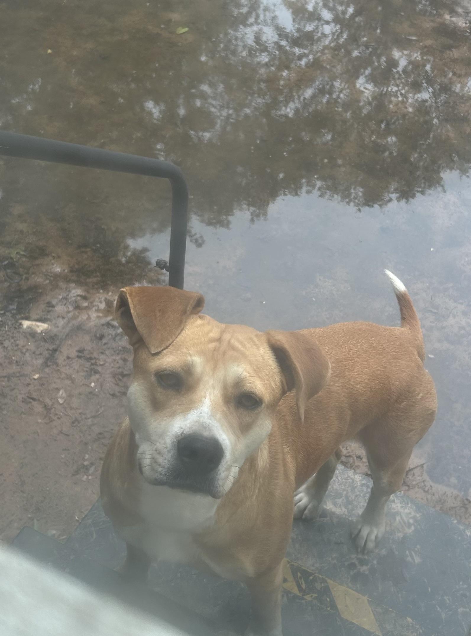 Enlarge Gretchen, a ADOPTABLE mixed breed in conroe, TX image 2/2