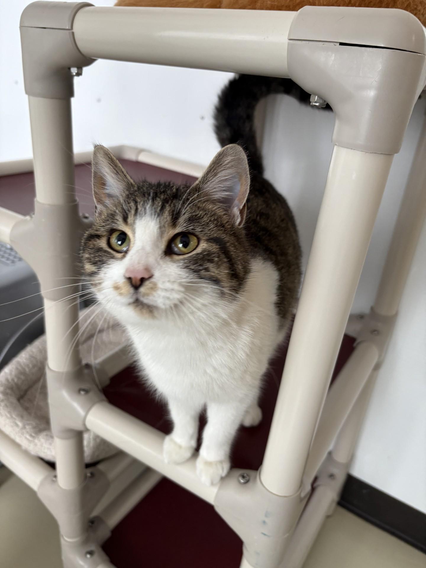 Enlarge Nala, a ADOPTABLE Domestic Short Hair in Black River Falls, WI image 1/1