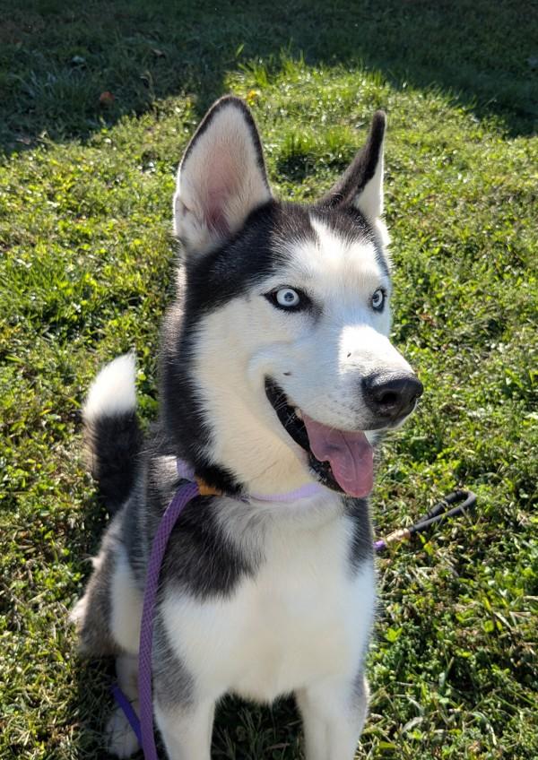 Enlarge Togo, a Adoptable Siberian Husky in Osage Beach, MO image 1/2