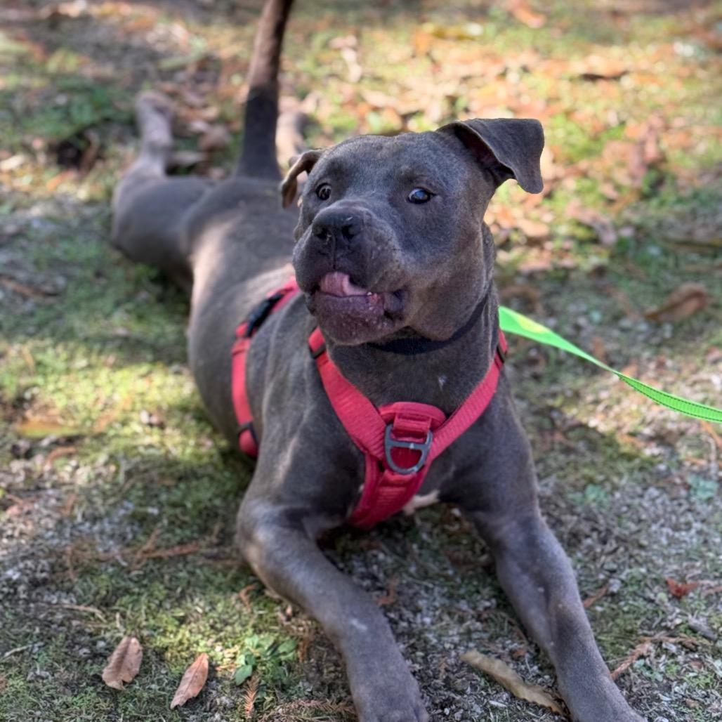 Enlarge Chatterz 1173, a Adoptable Mixed Breed in Columbus, GA image 2/5