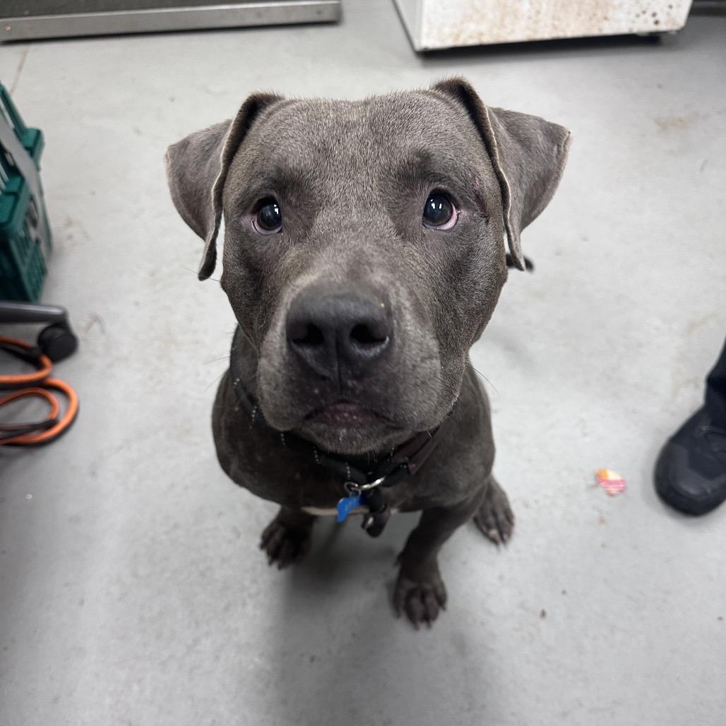 Enlarge Chatterz 1173, a Adoptable Mixed Breed in Columbus, GA image 4/5