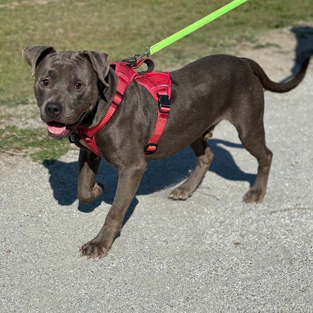 Enlarge Chatterz 1173, a Adoptable Mixed Breed in Columbus, GA image 5/5