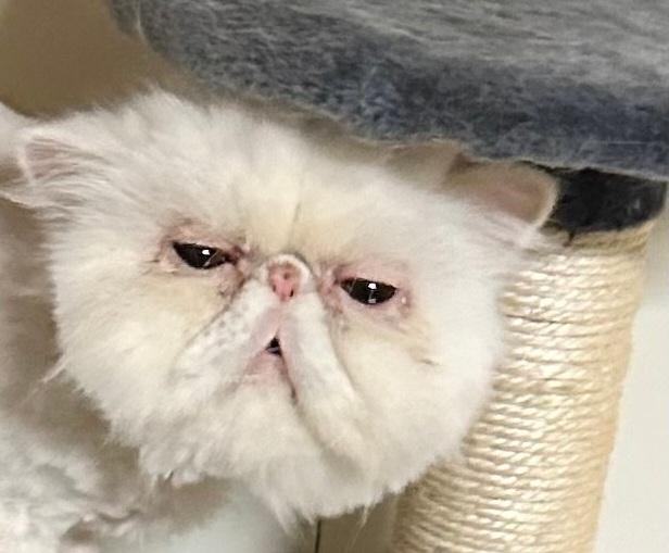 Whitey, Adoptable, Adult Male Exotic Shorthair.