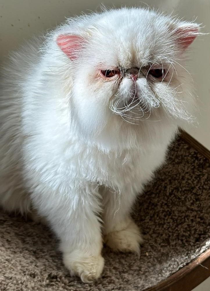Enlarge Whitey, a Adoptable Exotic Shorthair in Columbus, OH image 2/3