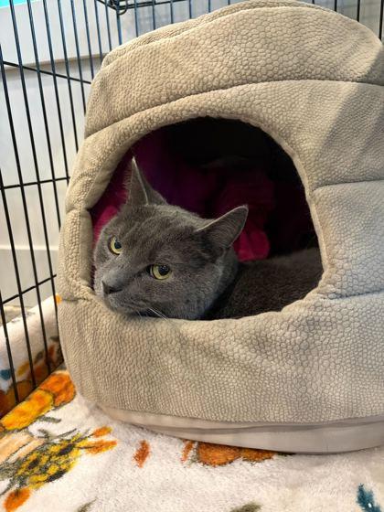 Enlarge Remy (In Foster), a Adoptable Domestic Short Hair in Louisville, KY image 1/2