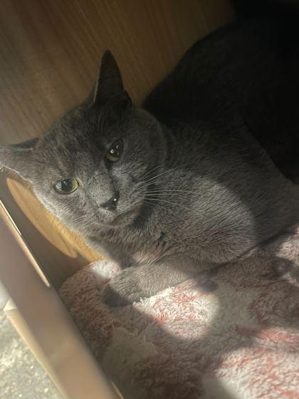 Remy (In Foster), Adoptable, Young Female Domestic Short Hair & Domestic Short Hair.