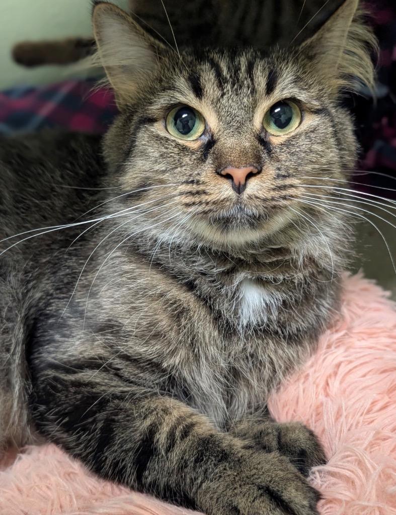 Samoa, Adoptable, Young Female Domestic Long Hair.