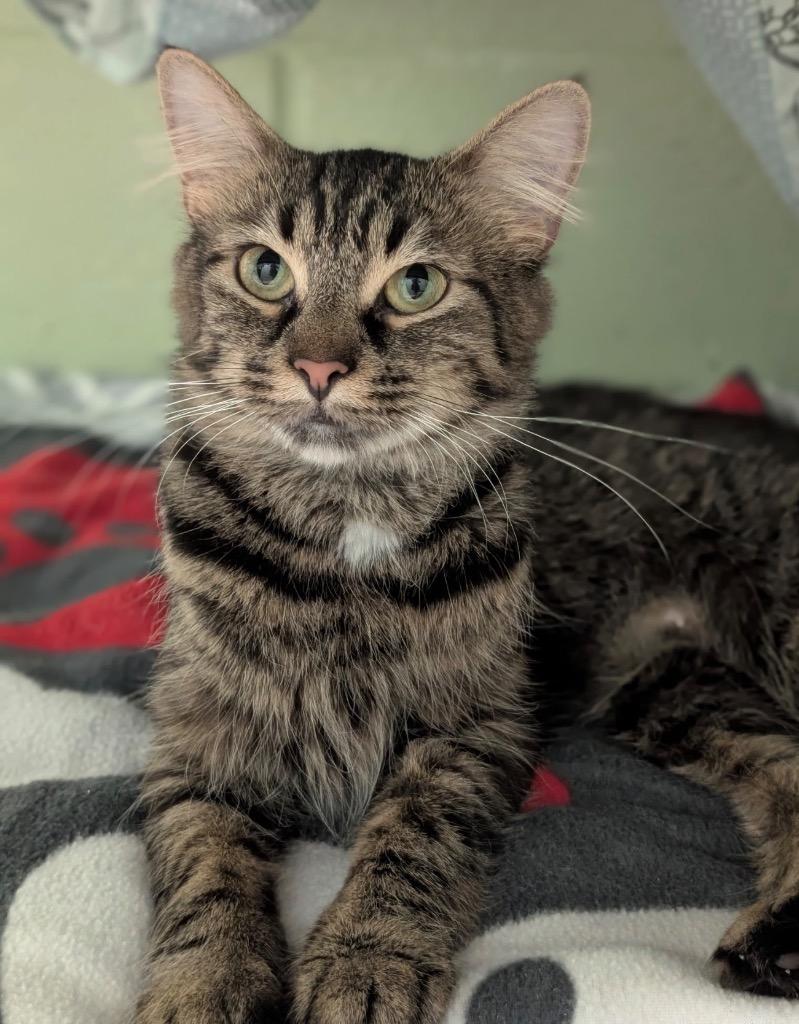 Enlarge Samoa, a Adoptable mixed breed in Defiance, OH image 2/6