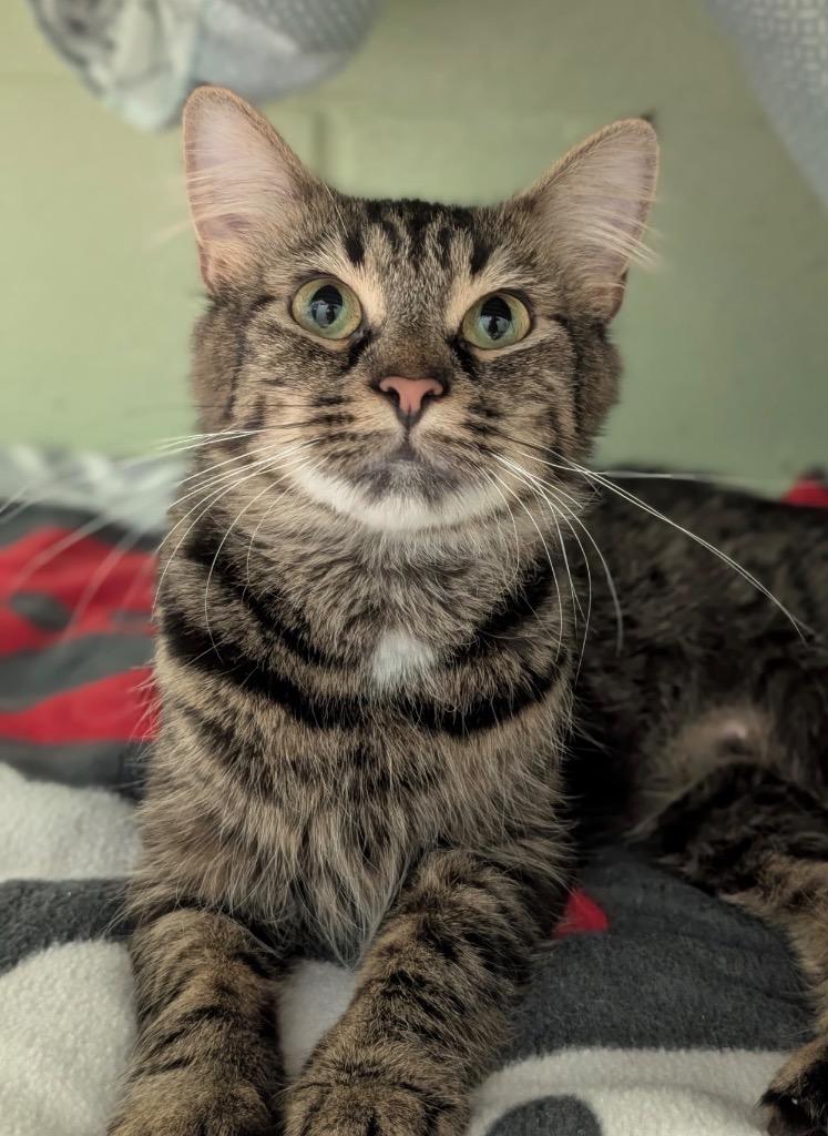 Enlarge Samoa, a Adoptable mixed breed in Defiance, OH image 4/6