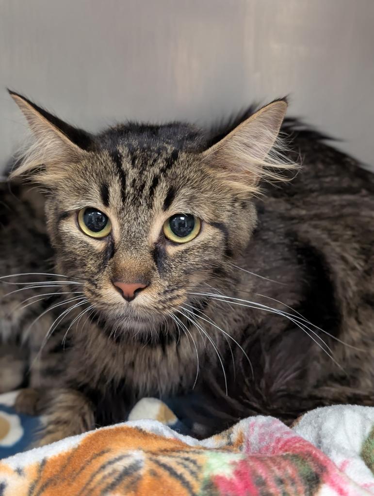 Enlarge Samoa, a Adoptable mixed breed in Defiance, OH image 5/6