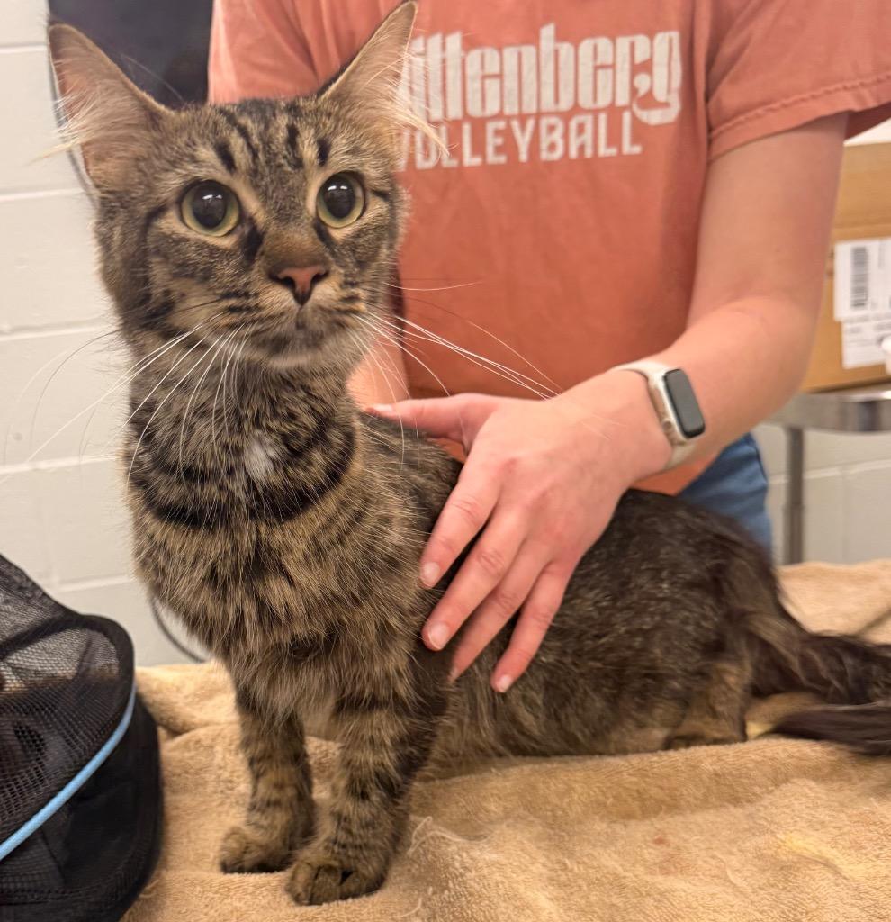 Enlarge Samoa, a Adoptable mixed breed in Defiance, OH image 6/6