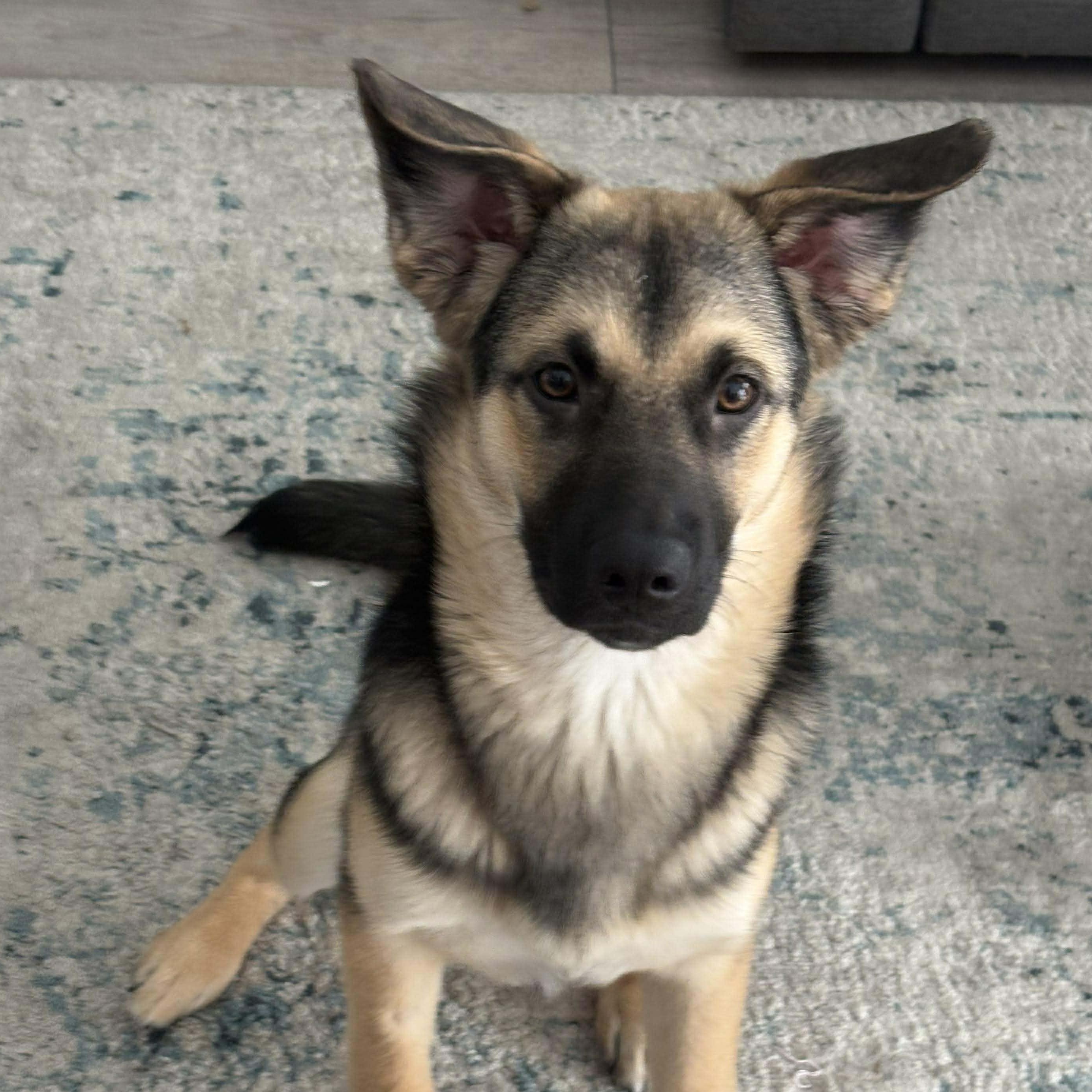 Enlarge Mochi, a ADOPTABLE mixed breed in Barrie, ON image 1/4