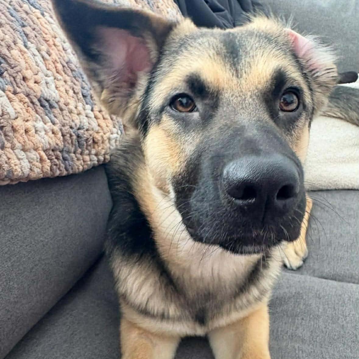 Enlarge Mochi, a ADOPTABLE mixed breed in Barrie, ON image 2/4