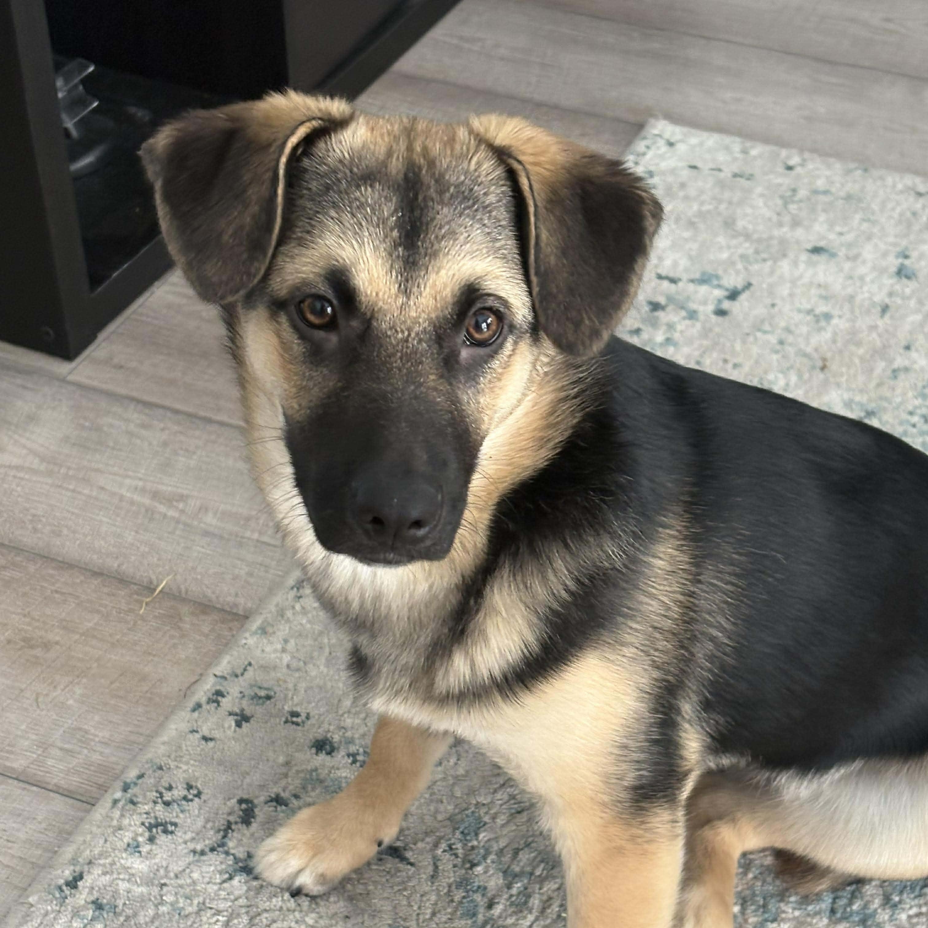 Enlarge Mochi, a ADOPTABLE mixed breed in Barrie, ON image 3/4