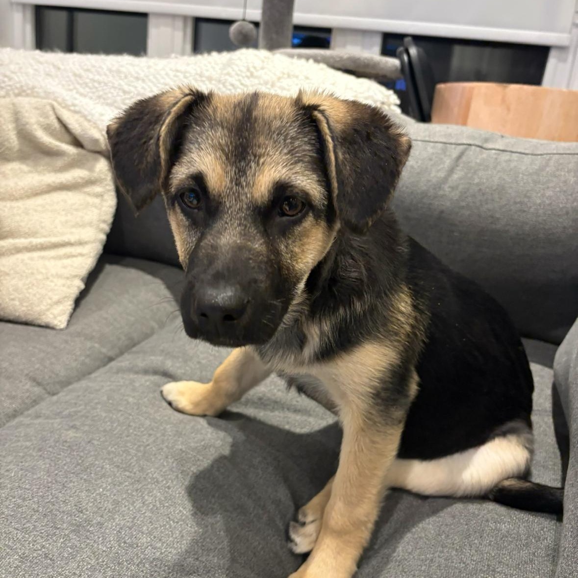 Enlarge Mochi, a ADOPTABLE mixed breed in Barrie, ON image 4/4