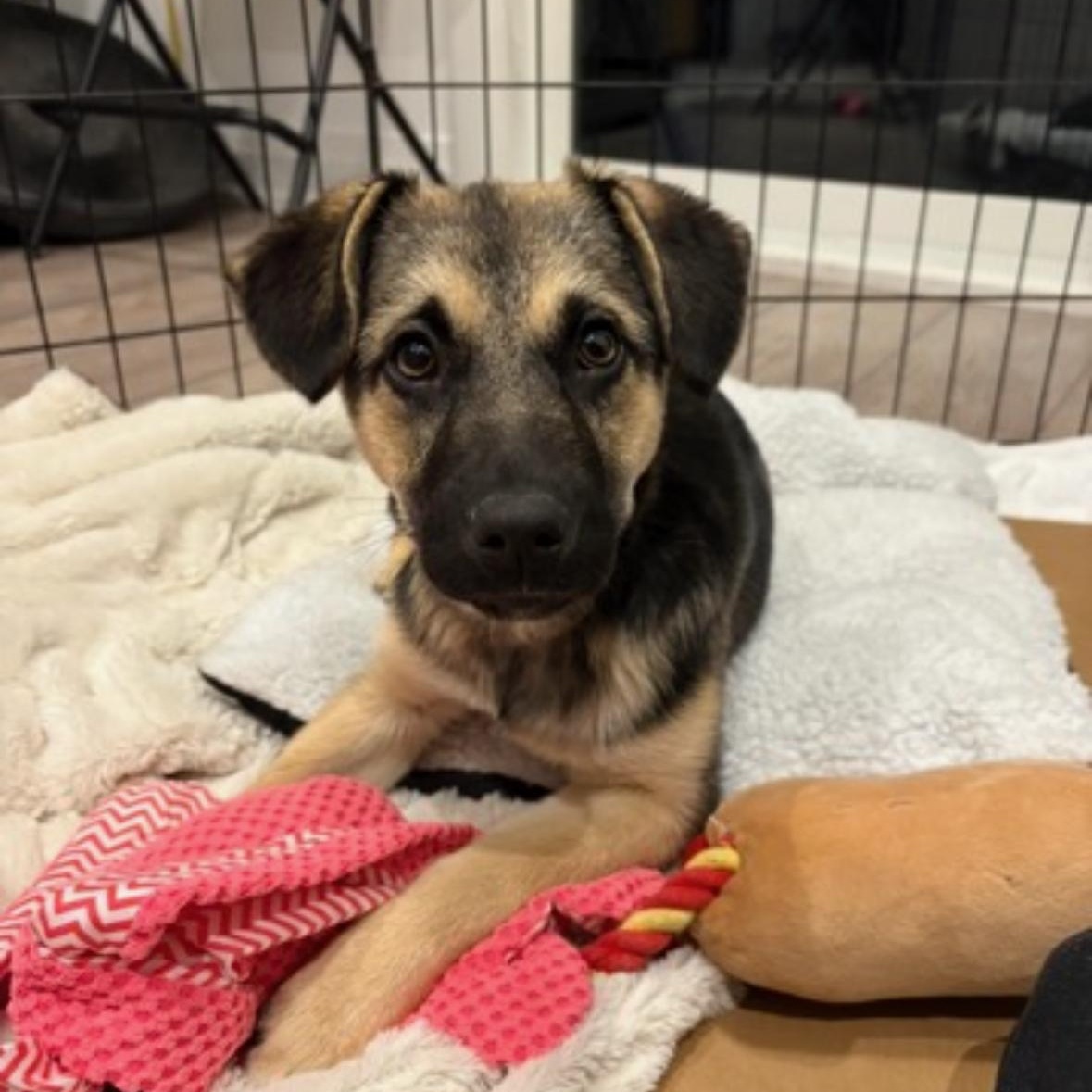 Mochi, ADOPTABLE, Puppy Female Shepherd & Husky.