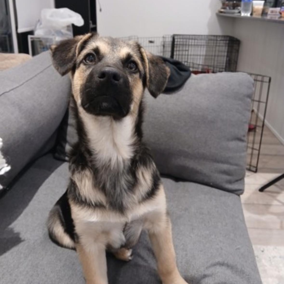 Enlarge Mochi, a ADOPTABLE mixed breed in Barrie, ON image 2/4