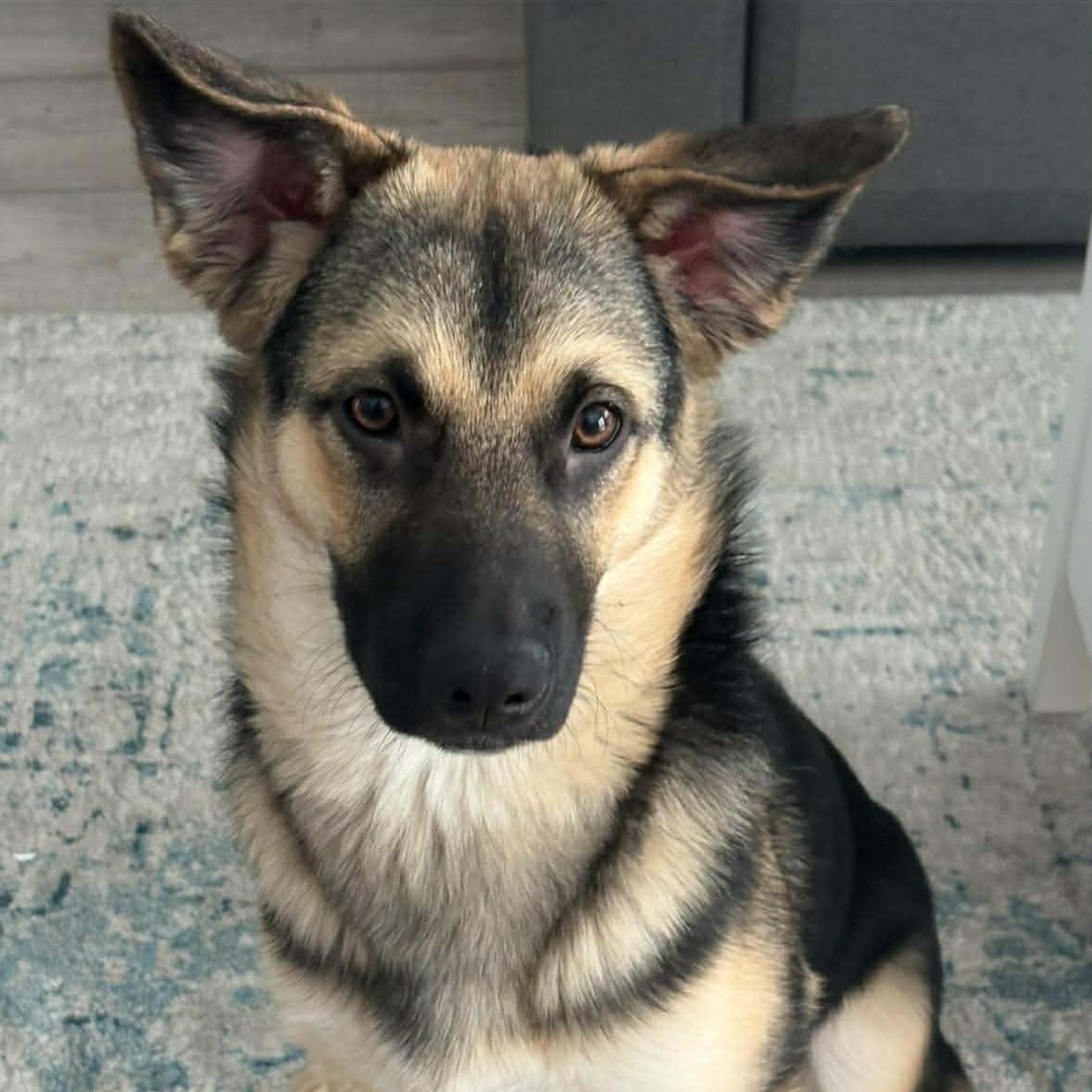 Enlarge Mochi, a ADOPTABLE mixed breed in Barrie, ON image 4/4